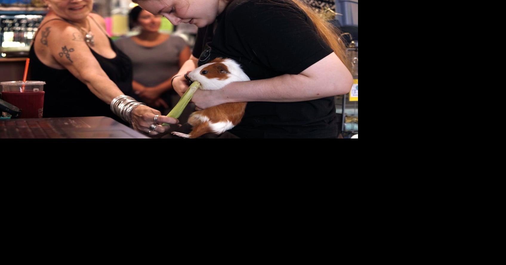 Salisbury sanctuary offers shelter, protection for guinea pigs