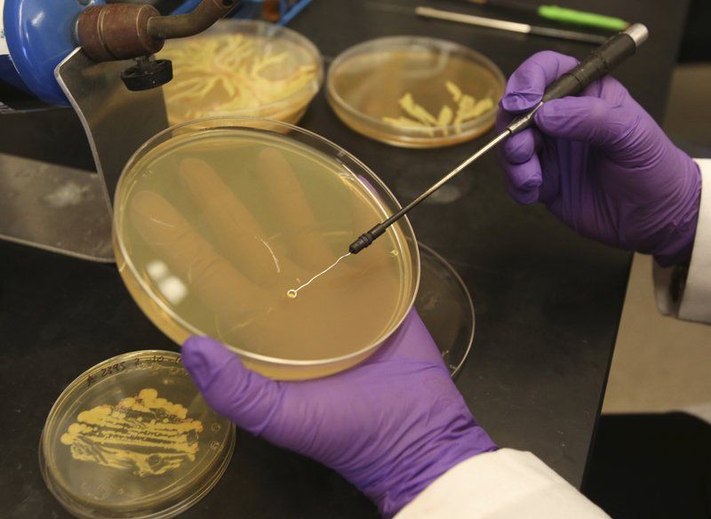 Beauty in a petri dish Local News