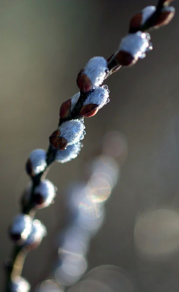 Forcing Pussy Willow The Plant