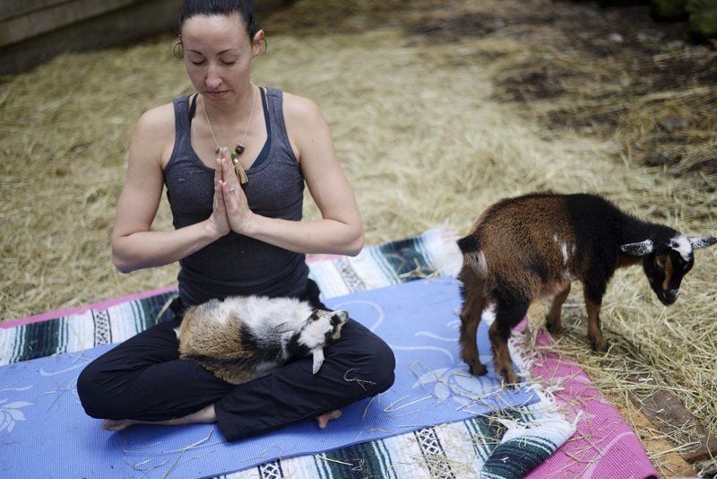 Goat yoga coming to Latrobe | Local News | latrobebulletinnews.com