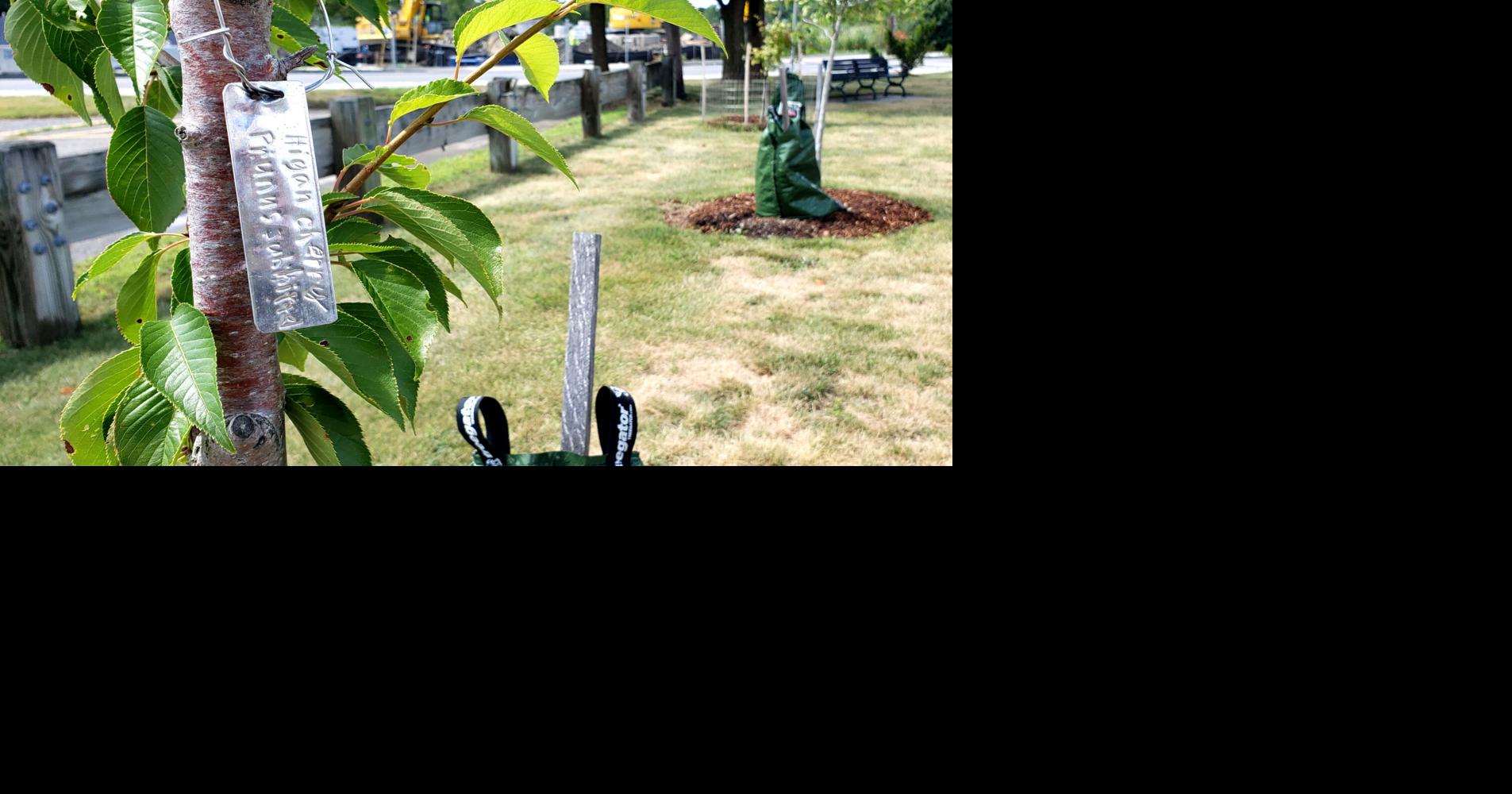Salem State to plant more trees at Harrington Campus thanks to Gateway City funding