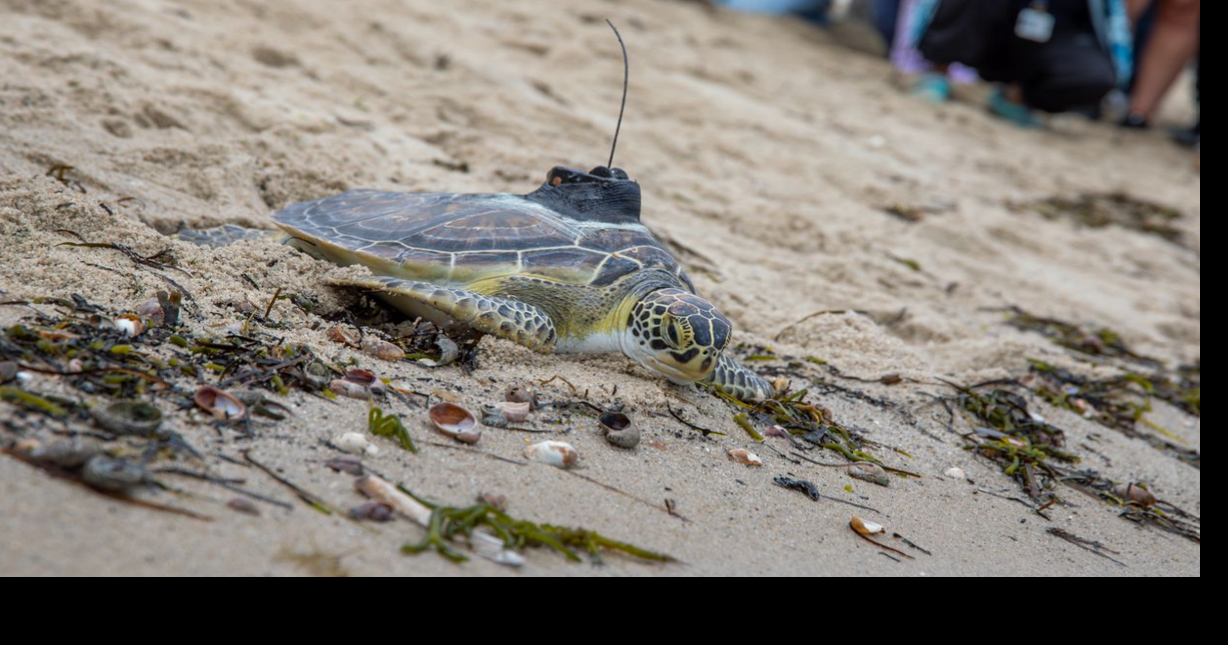 New England Aquarium releases 12 sea turtles