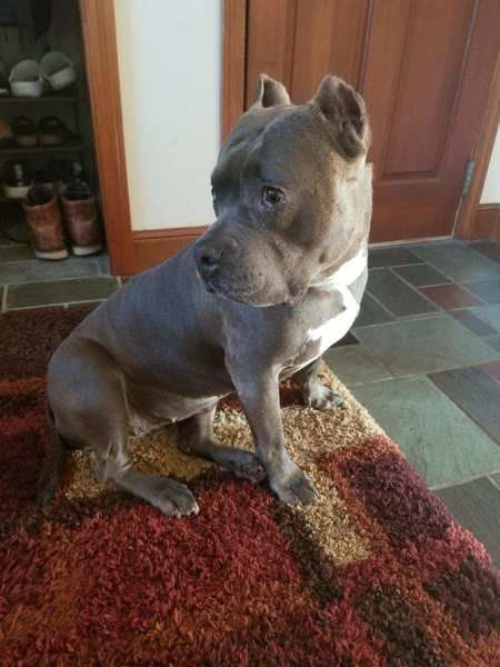 blue farm pitbull