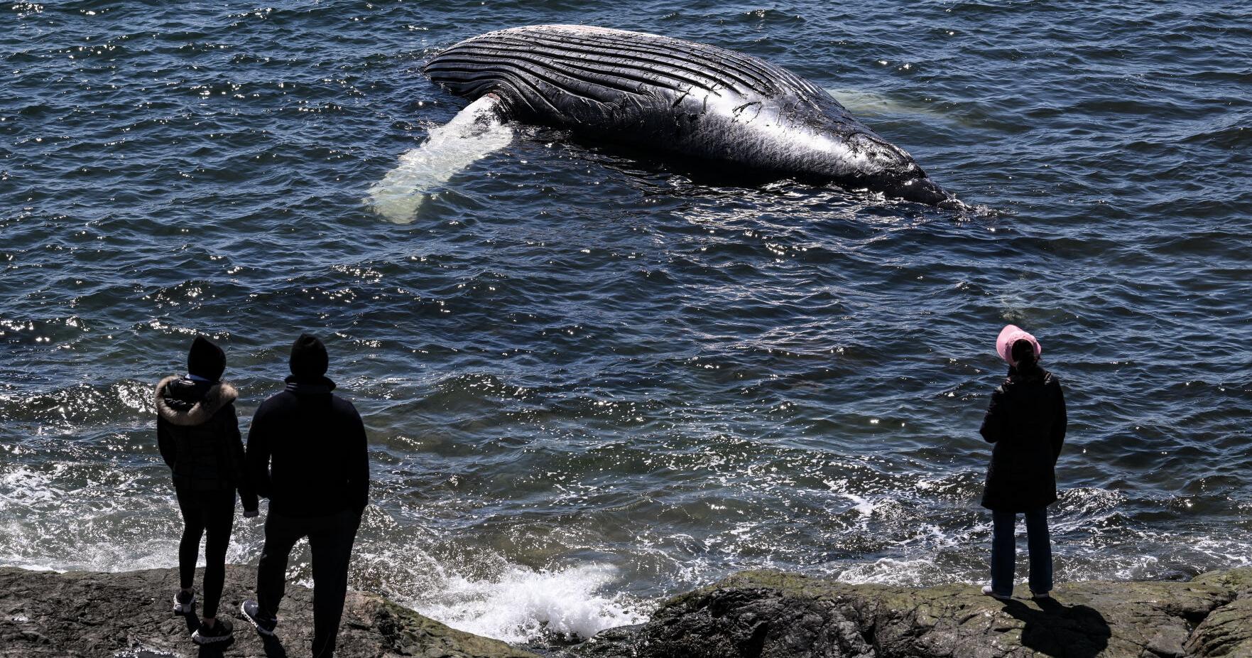 What's next for dead whale? - Vimarsana News