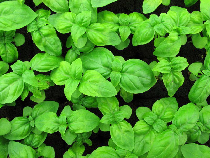 Overwatered basil means its mealtime for bugs Lifestyles