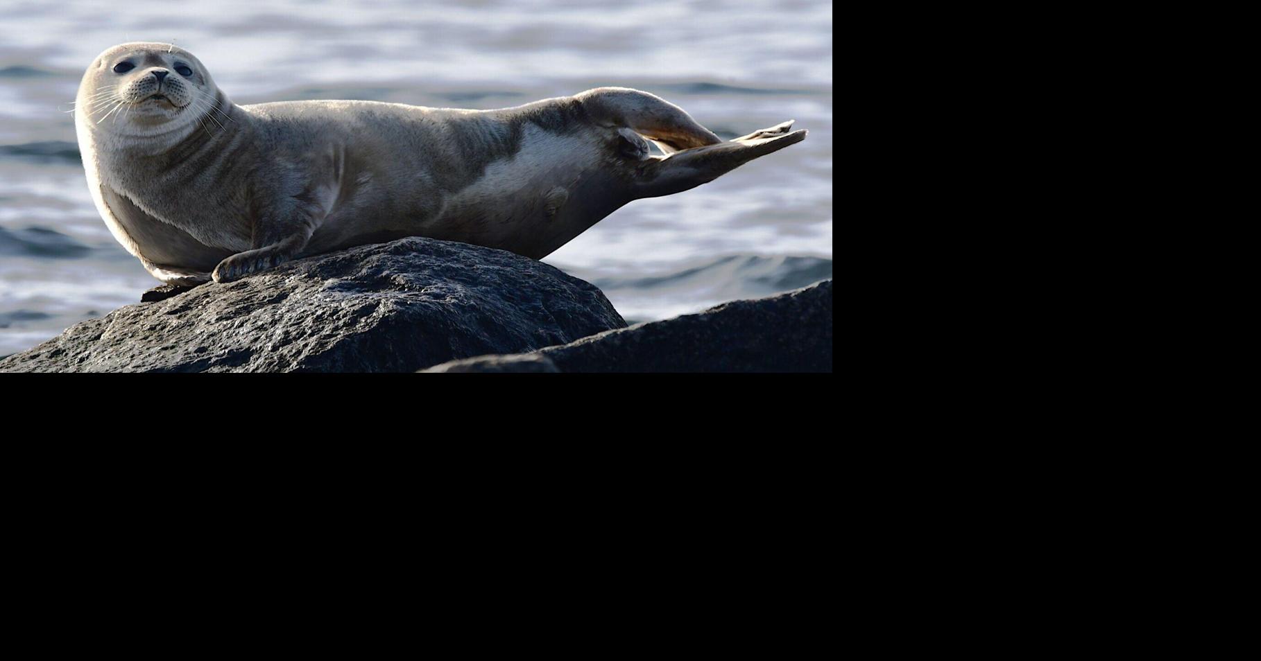 Marine experts say new births bring new strandings