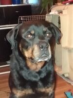 In Loving Memory Of
Judah Char...