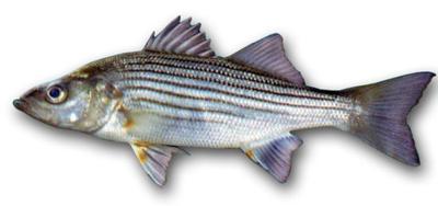 Striped Bass, The Allure of the Shore