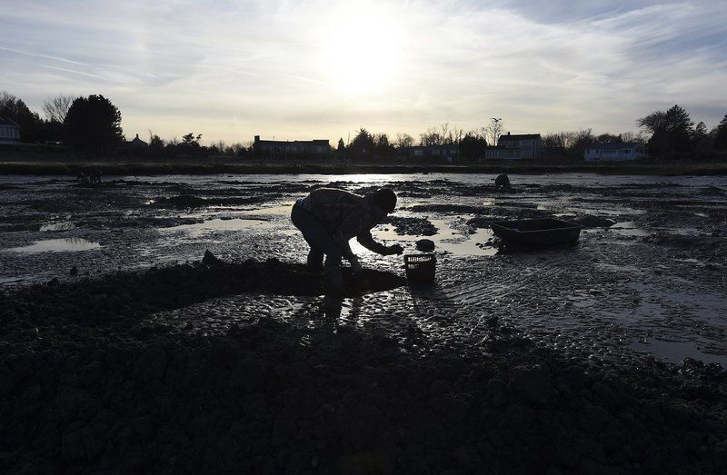 Clamoring for clams As winter flats open, a whole lot of digging going