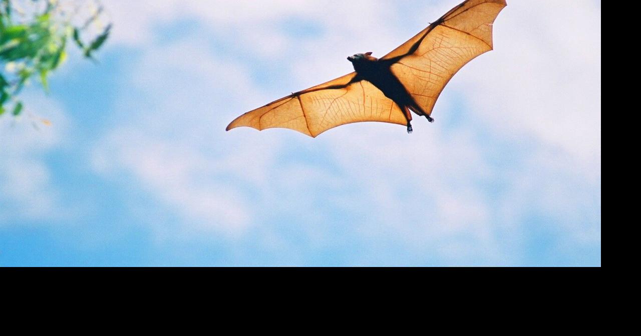 Bats' real superpowers highlighted at PEM | News 