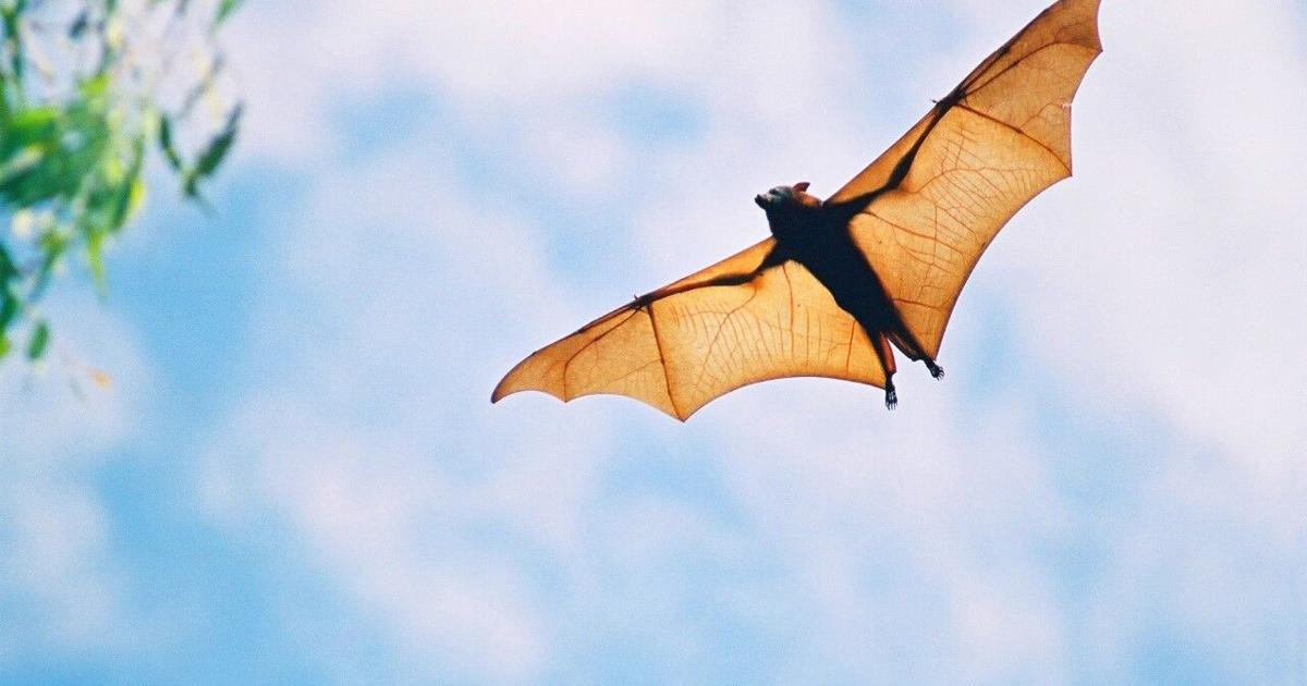 Bats' real superpowers highlighted at PEM | News Bats' real superpowers highlighted at PEM | News