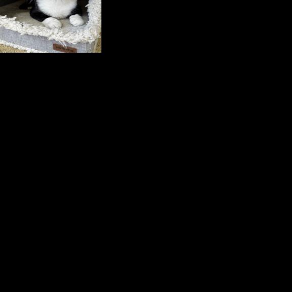 MSPCA waiving cat adoption fees for a day