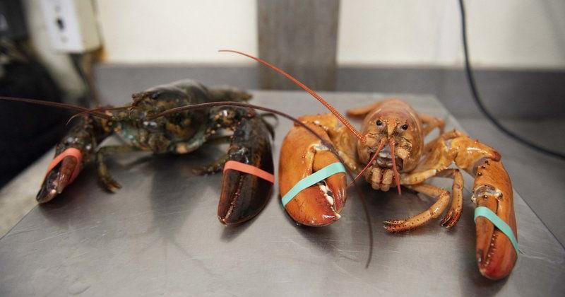 skør Gemme Motel Rare red lobster makes a splash in Danvers | Local News | salemnews.com