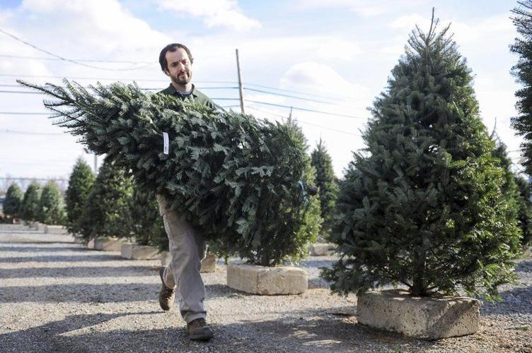 It's A Tight Market For Christmas Trees | Local News | Salemnews.com