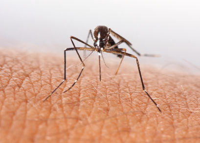 IL sees fewer West Nile cases, still advises caution IL sees fewer West Nile cases, still advises caution