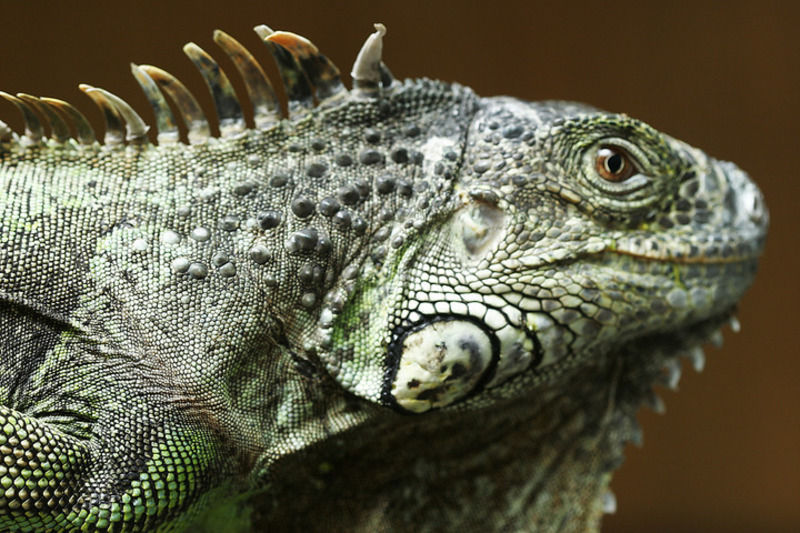 With The Proper Care Reptiles Can Live As Pets For About 40 Years