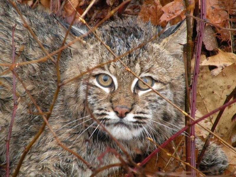 Elusive Bobcats Making A Rebound In New Hampshire Local News