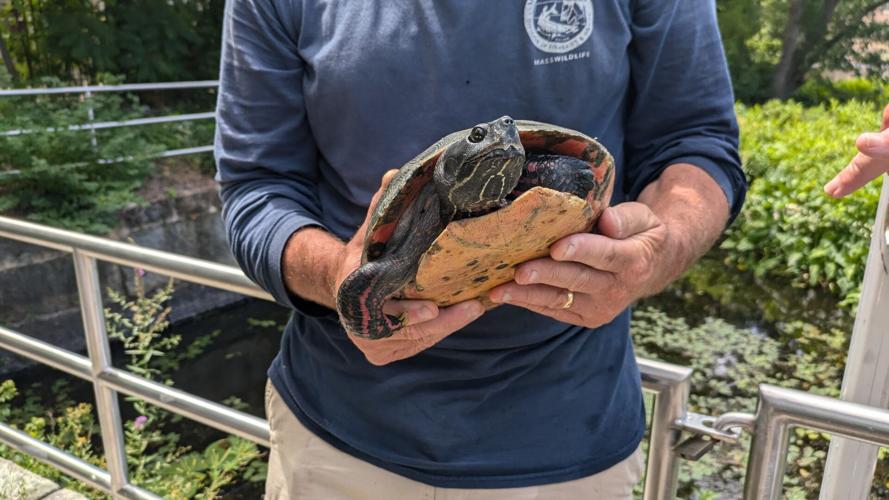Endangered turtle species found in Ipswich River | News | salemnews.com