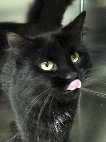  PALS  reduces adoption  fee for black cats  Friday in Salem 