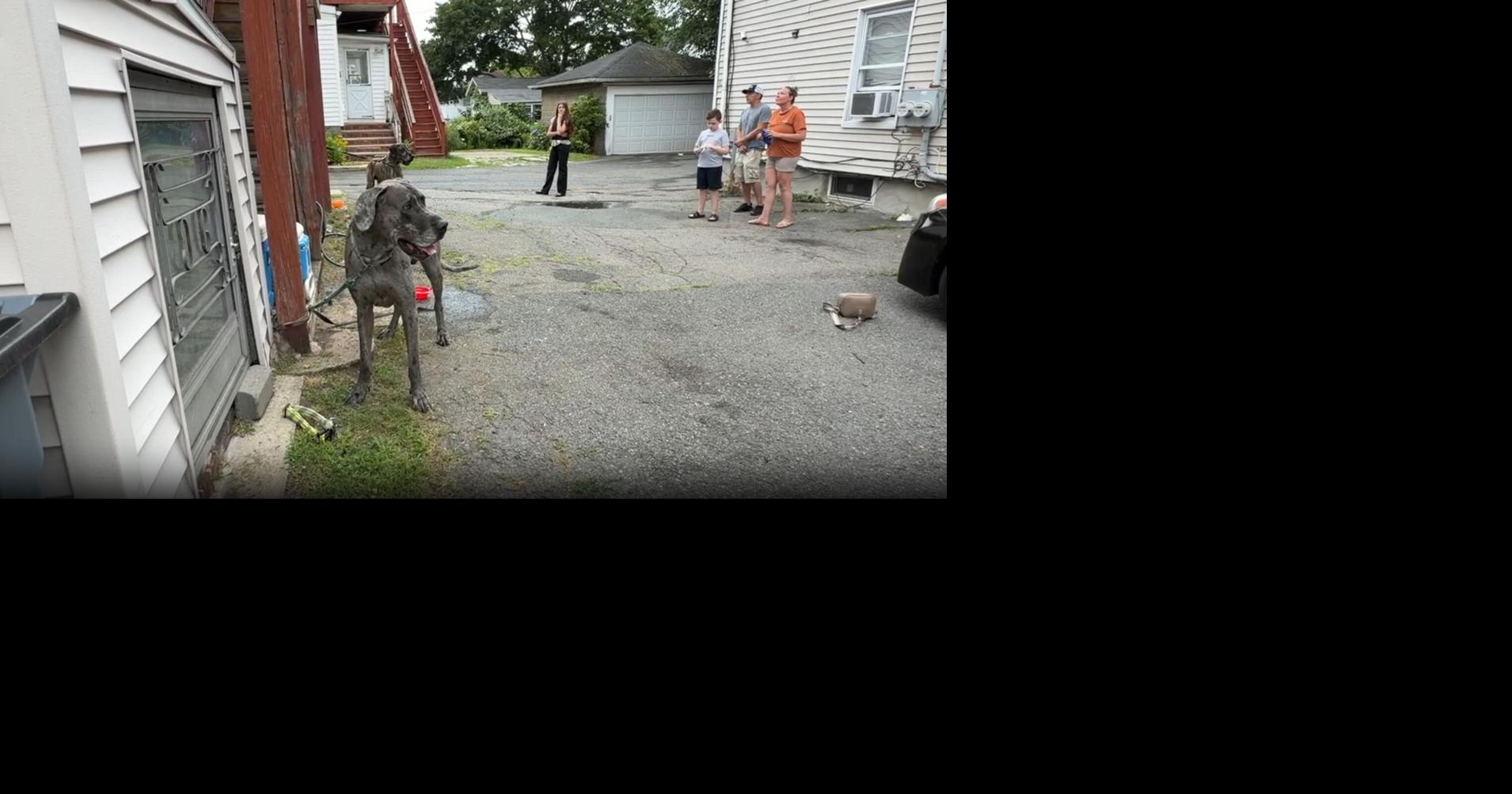 6 dogs rescued from Peabody fire, 1 firefighter bit