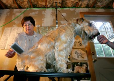 Dog Owners Share Tips For Getting Pooches Primed For Competition Archives Salemnews Com