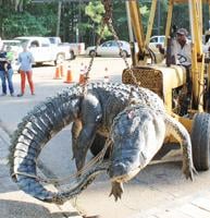 Alligator comeback continues; hunt registration opens