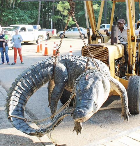World record alligator