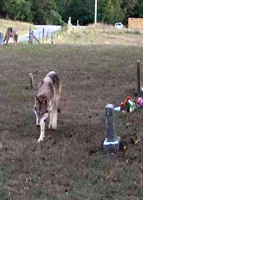 Hungry like the wolf-dog: one still missing | News