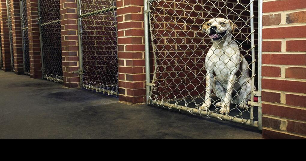 Vet clinic set to open in Sardis News