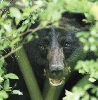 Black bears are found in northeast Alabama