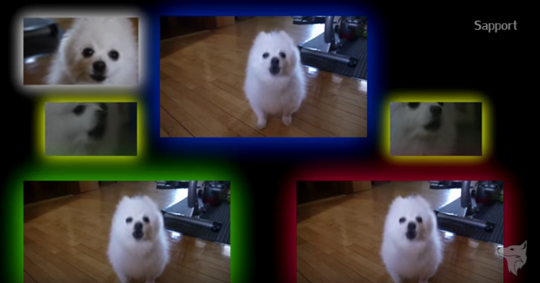 What breed of 2025 dog is gabe