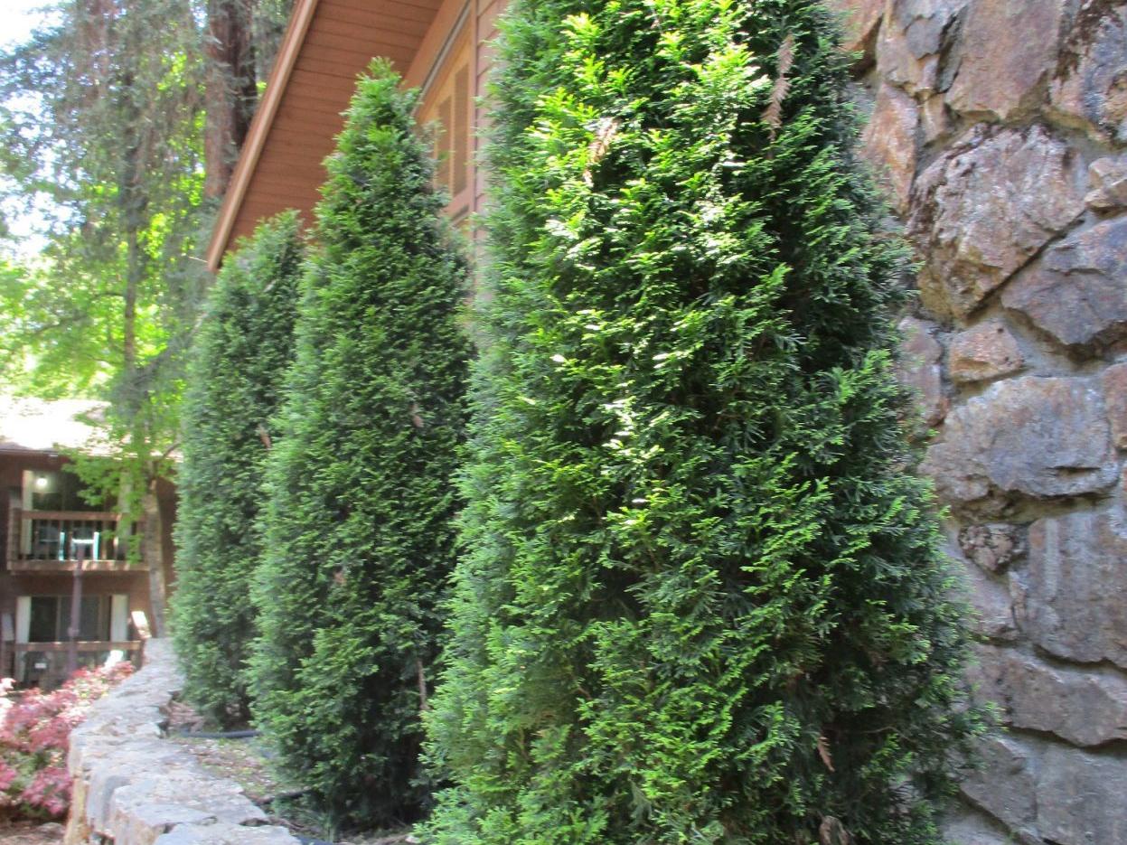 Highlight Emerald Green Arborvitae Tony Tomeo Santamariatimes Com