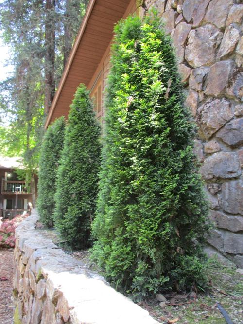 Highlight Emerald Green Arborvitae Tony Tomeo Santamariatimes Com