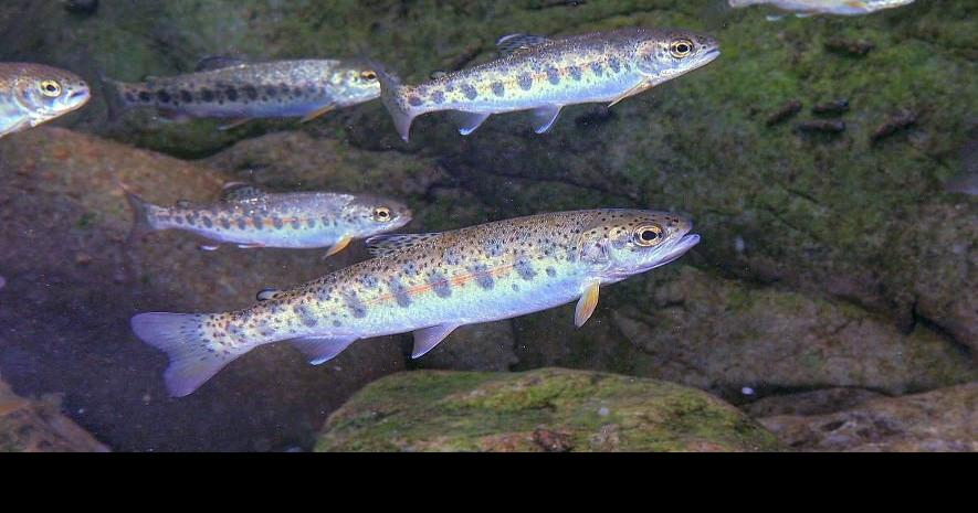 Luring fish to their death and loving it | Andy Caldwell | Guest