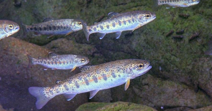 Luring fish to their death and loving it | Andy Caldwell | Guest Luring fish to their death and loving it | Andy Caldwell | Guest