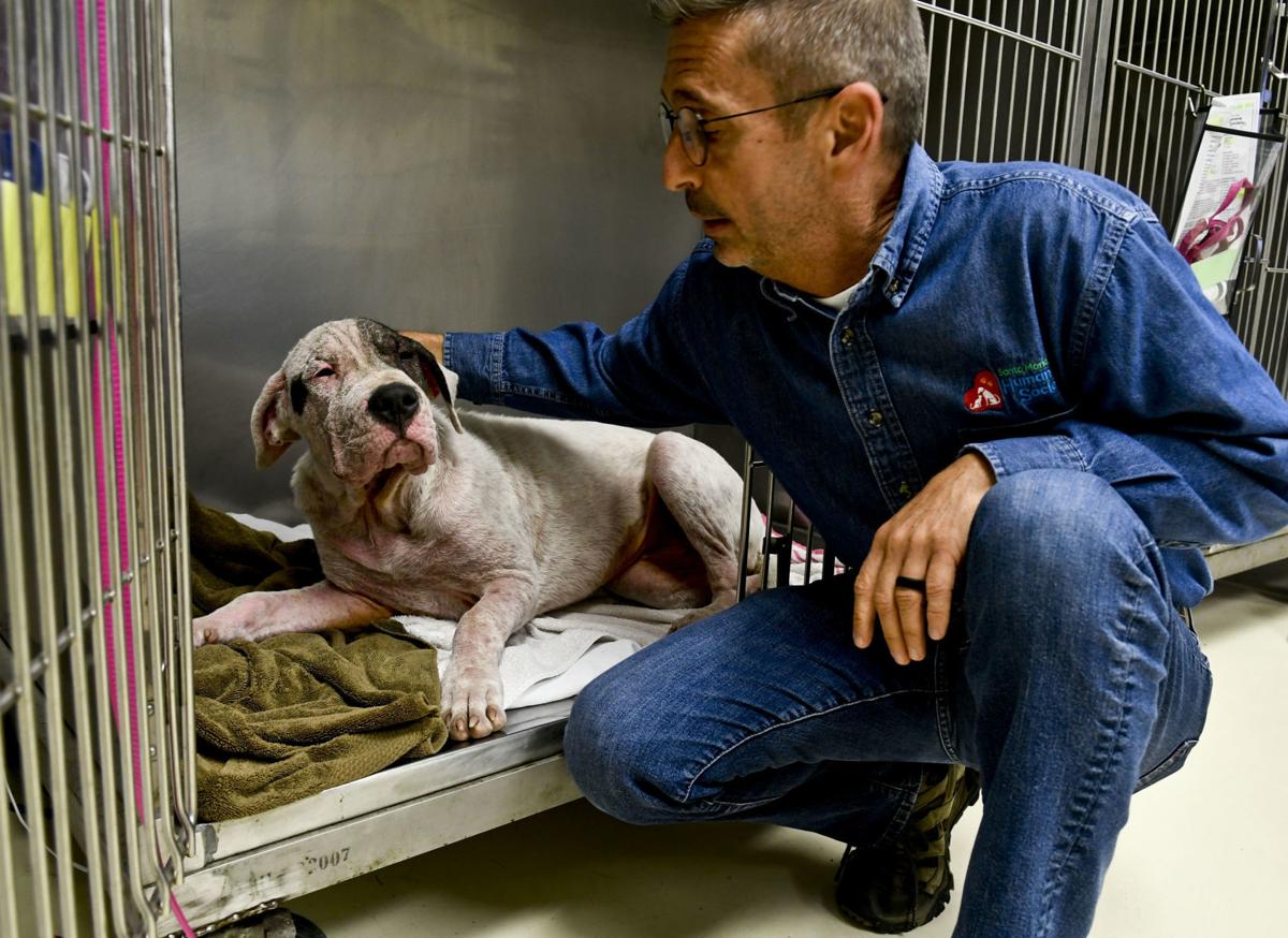 Santa Maria Valley Humane Society Celebrates 35 Years Of Helping Animals Local News Santamariatimes Com
