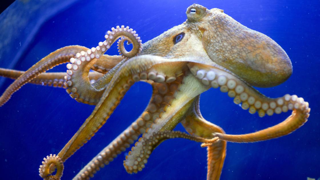 South on 101: Santa Barbara honors Martin Luther King Jr. ; weekend also offers underwater, orchestral and historical activities