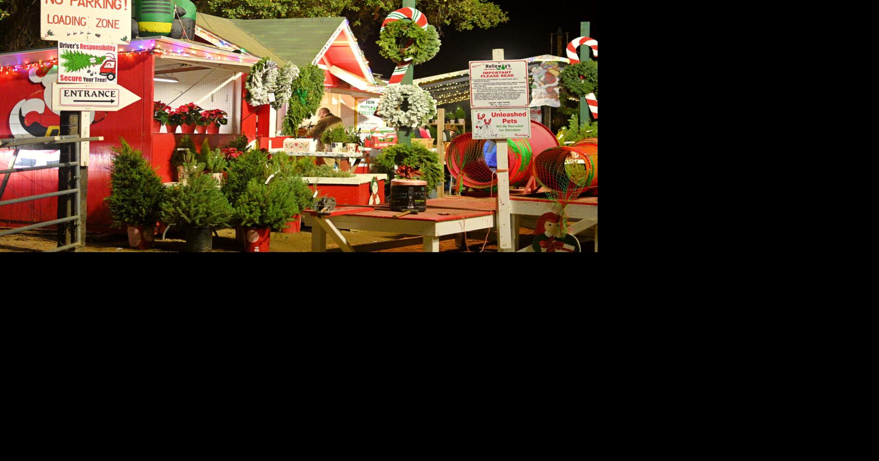 Holloway's Tree Farm has been bringing the Christmas spirit since 1962 ...