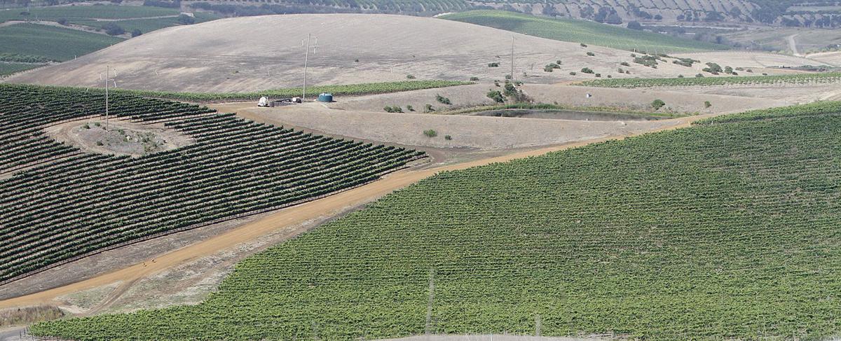Laetitia vineyards