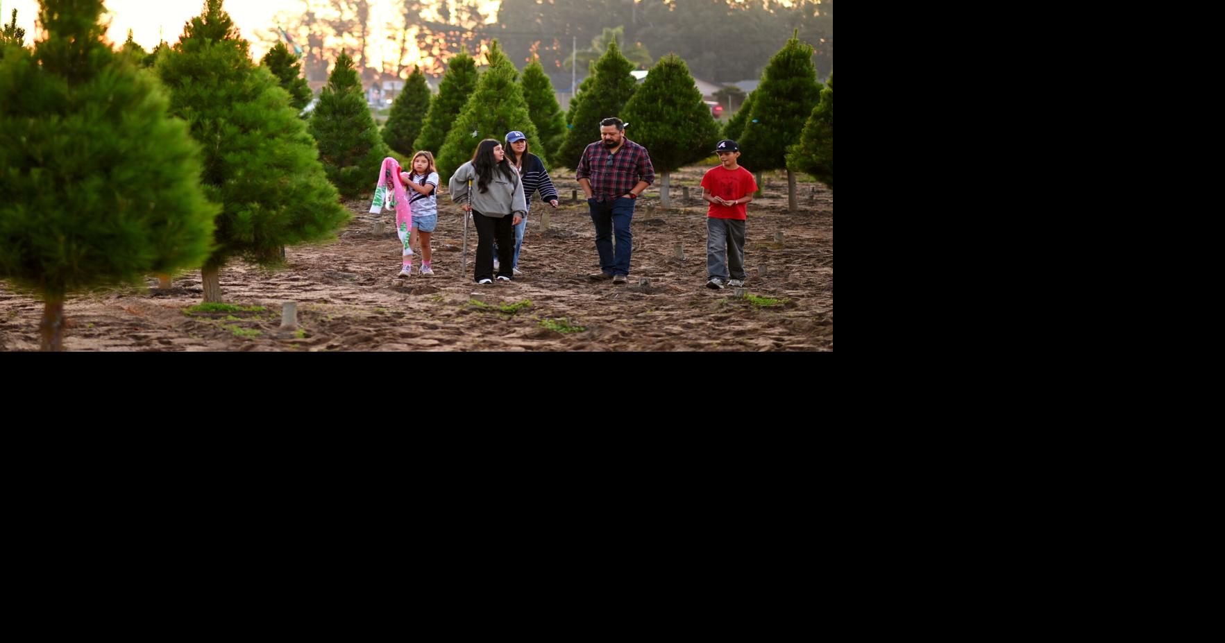 Holloway’s Christmas Tree Farm opens for the holiday season ...