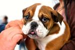 062823-smt-news-care-4-paws-clinic-001.jpg