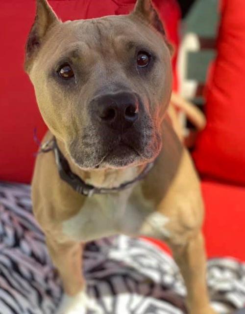 100620 Pet of the Week