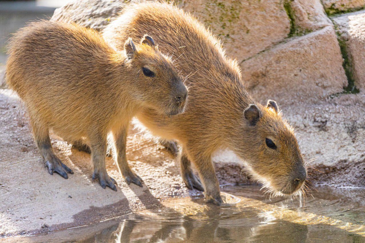 capybara pet baby
