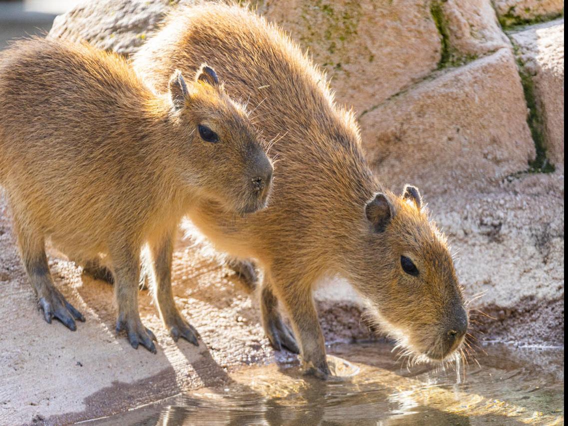 Zoo Shows Off New Brood of Capybara Cubs, image size:1200x900
