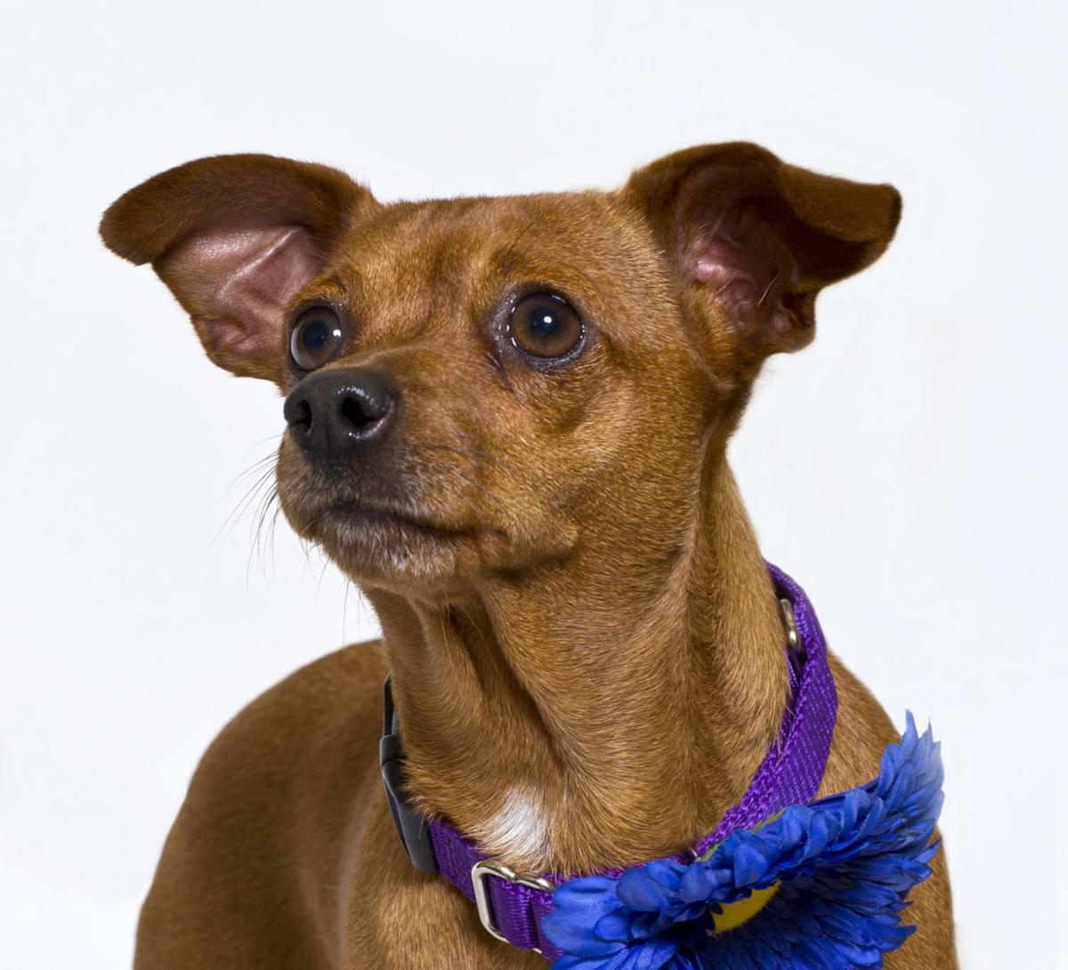 SMVHS Pet of the Week -- Cookie