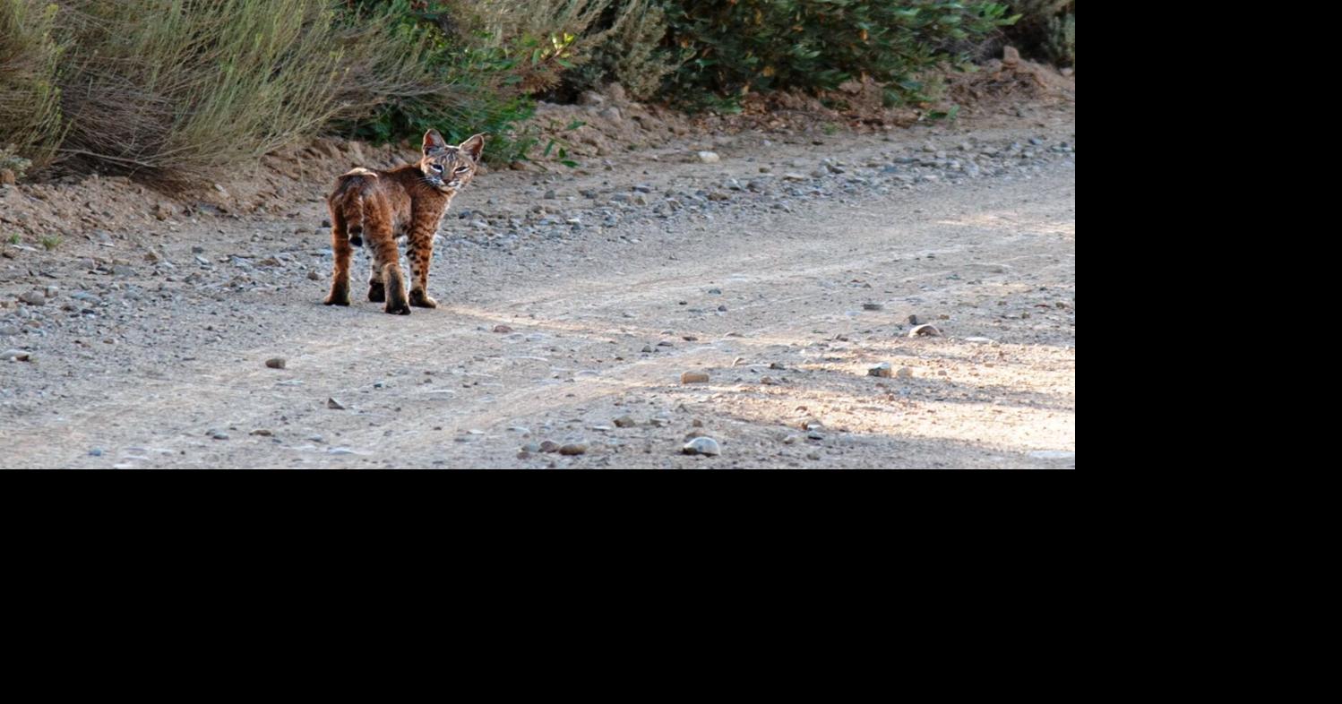 ForestWatch launches effort to track Central Coast wildlife