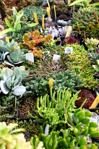 Growing Grounds to hold summer succulent celebration Aug. 23-24 | Local News  | santamariatimes.com