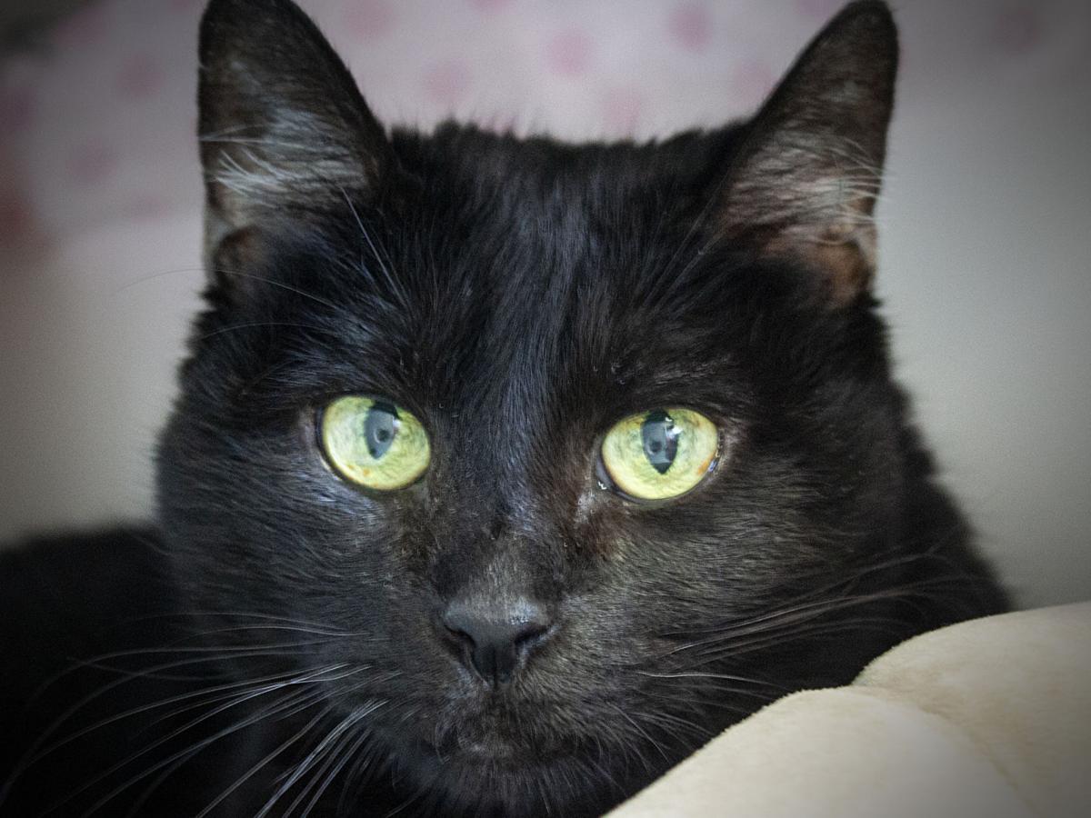 090120 CAPA Pet of the Week