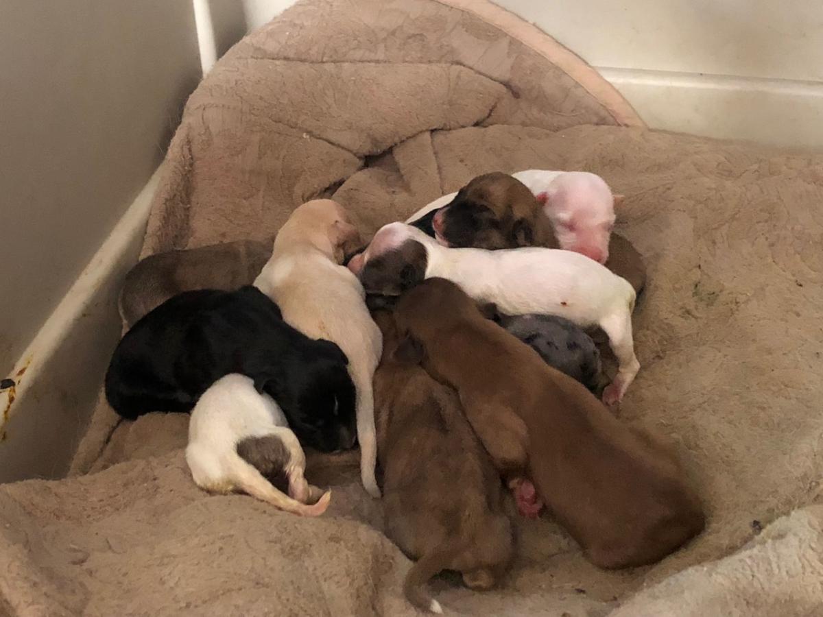 sheriff s deputies recover two more dogs litter of puppies at