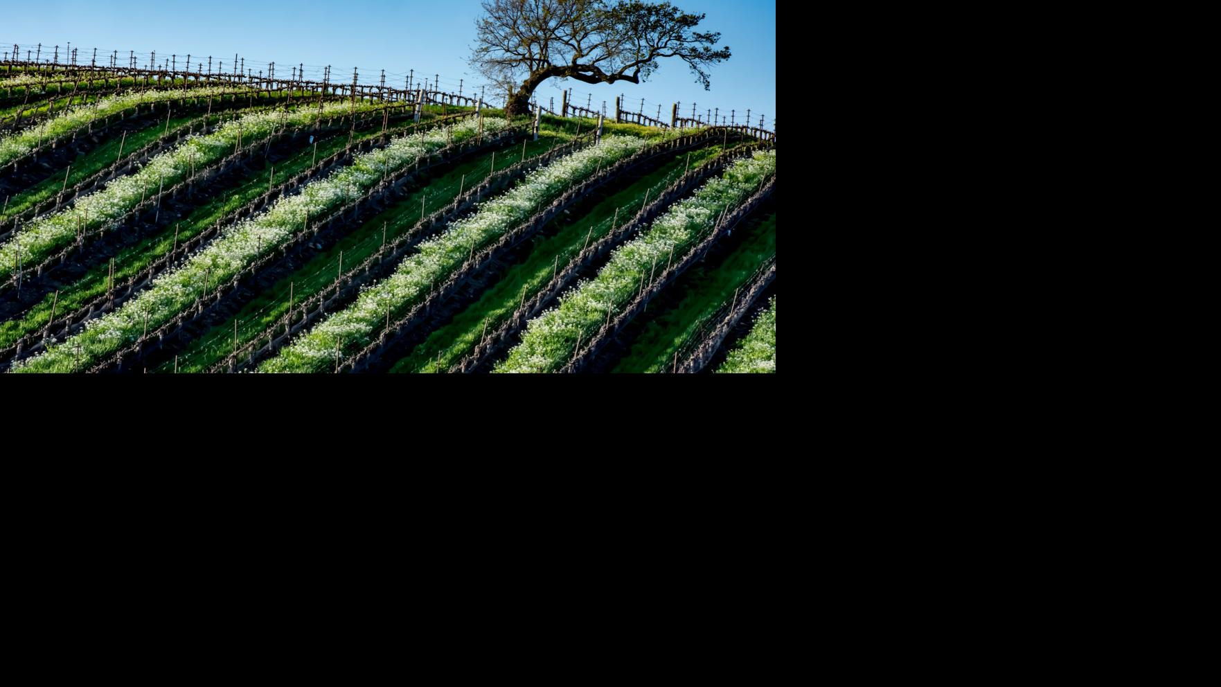 'I Am Ag' New calendar to showcase beauty of Santa Barbara County's farms, vineyards and